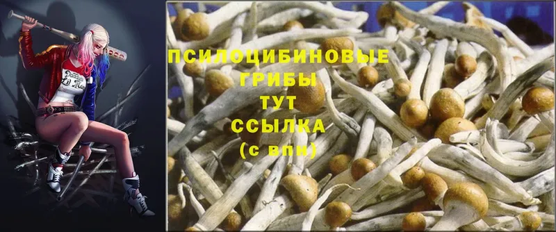 Псилоцибиновые грибы Psilocybe  Коряжма 